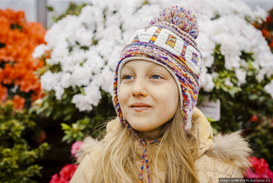 Прекрасные азалии в ботаническом саду Мюнхен, Германия