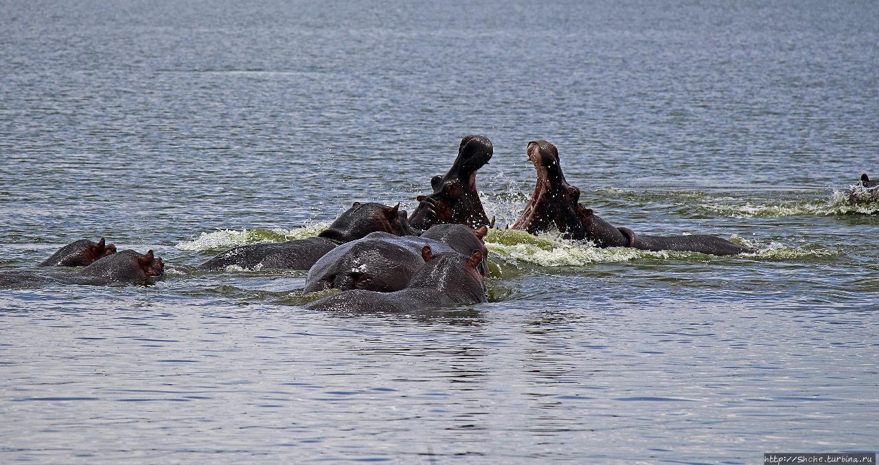 Бегемотиков нам в ленту Озеро Эдвард, Уганда