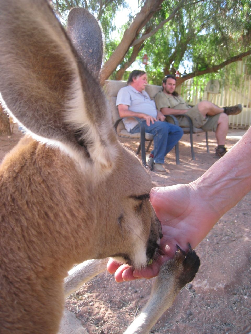 Галерея Жозефин и приют для кенгуру Кубер-Педи, Австралия