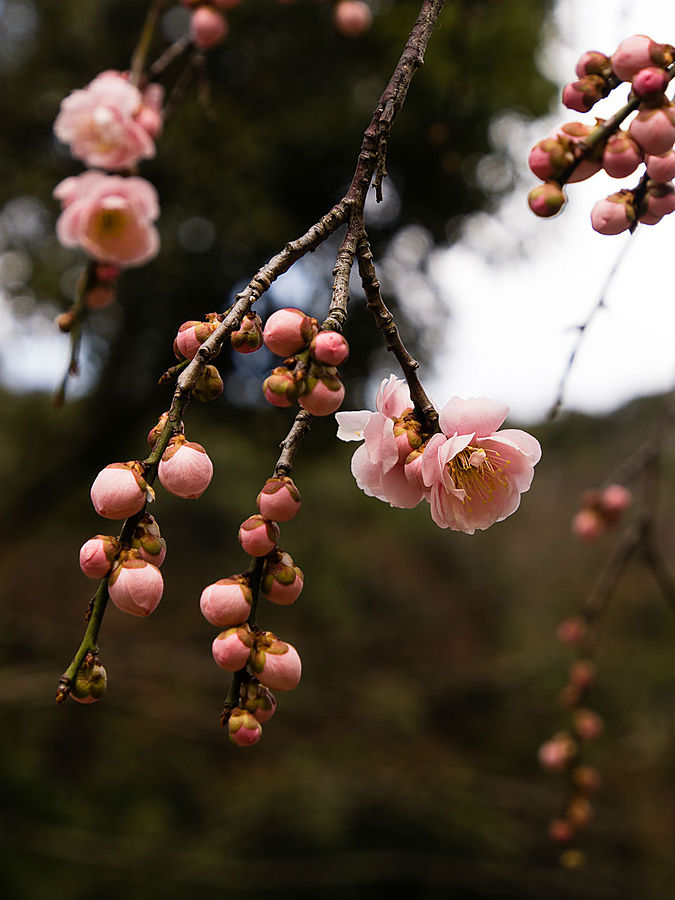 Ранняя весна в парке Отидани Тоттори, Япония