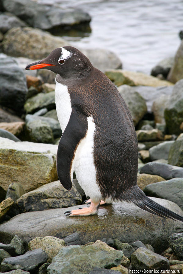 Самый обычный (и довольно-таки мокрый) Пингвин Остров Данко, Антарктида