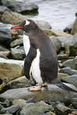 Самый обычный (и довольно-таки мокрый) Пингвин