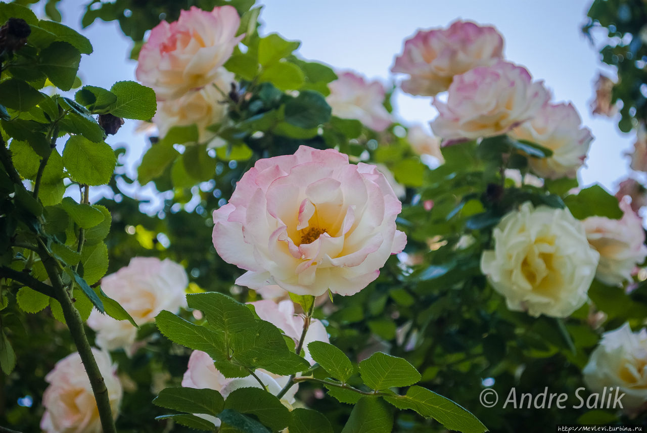 Шираз  сад Эрам Шираз, Иран