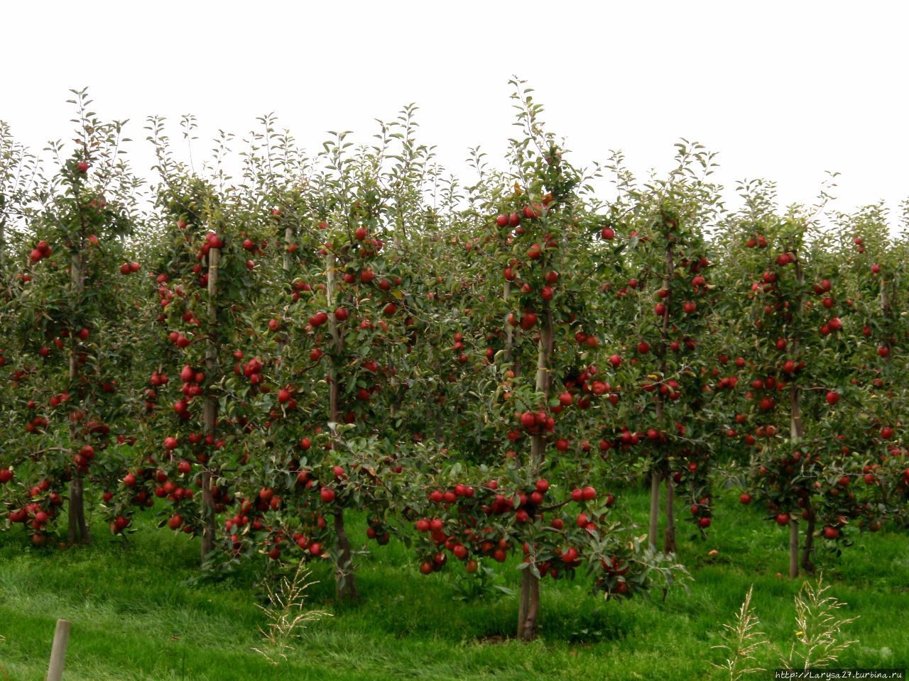 Отяжелевшие яблони всё рождают и рождают прекрасных Красных Принцев Штаде, Германия