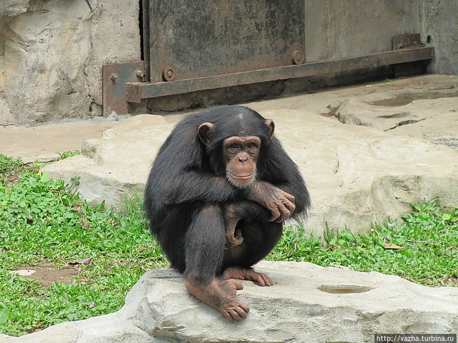 Зоопарк Гуанджоу Гуанчжоу, Китай