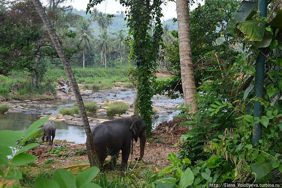 Слоновий питомник Маравилла, Шри-Ланка