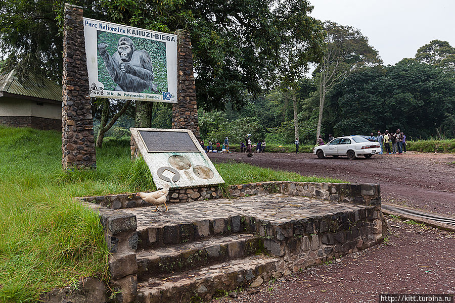 Гориллы Кахузи Биега Национальный парк Кахузи-Биега, ДР Конго