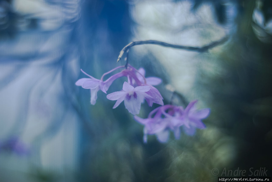 В Ботаническом саду Рига, Латвия