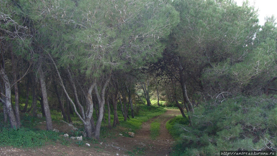 Мальтийский лес Мальта