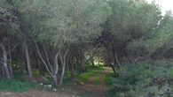 Мальтийский лес