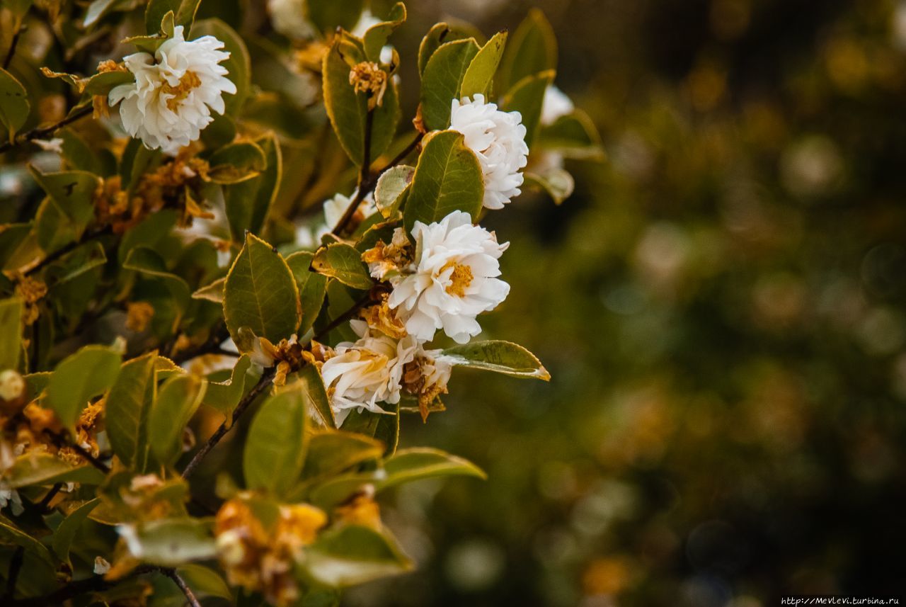 Parco Ciani, Лугано Лугано, Швейцария