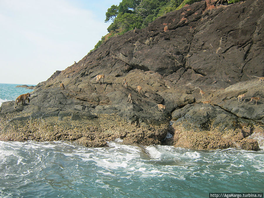 Остров мартышек, высаживаться не рекомендуется, можно лишиться всего что не удержите Таиланд