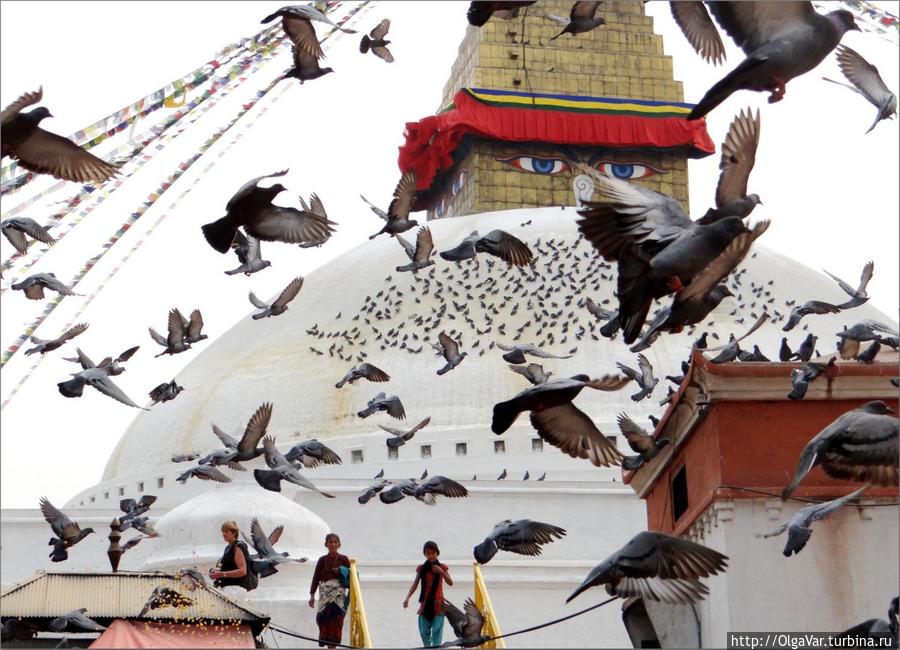 Голуби всеобщего счастья Катманду, Непал