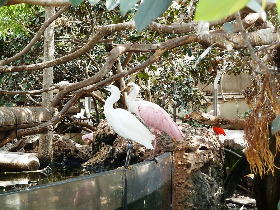 Звери и птицы Валенсия, Испания