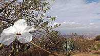 Наверное примерно такими цветками на деревьях, растущих на холме, был усеян этот самый холм. Поэтому город на вершине назвали Монте Альбан. В переводе с индейского — белый город.