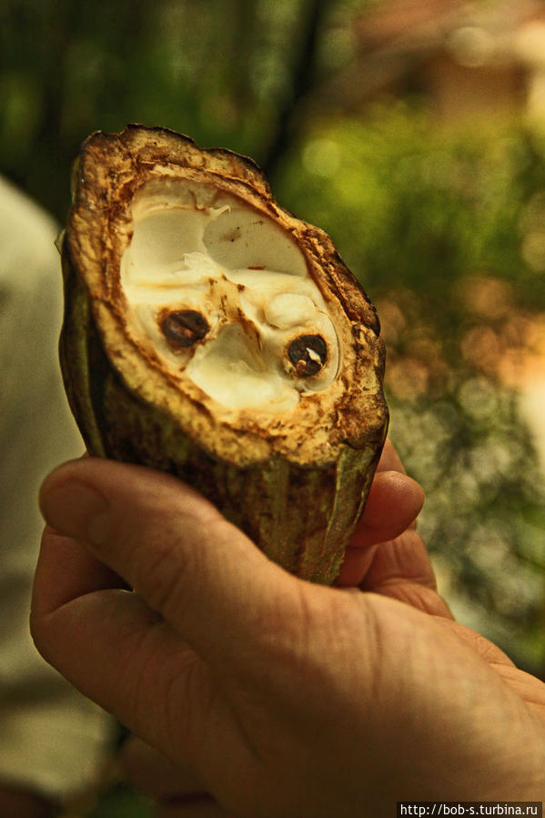 Плод Какао Шри-Ланка