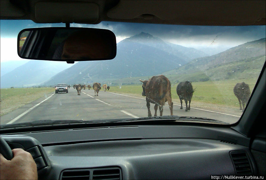 Коровы-беспредельщики на дорогах Кавказа Домбай, Россия
