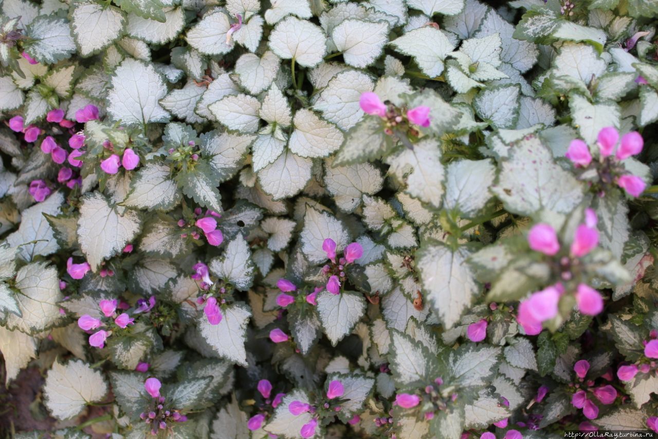 Один из моих садовых фаворитов — яснотка. Люблю за сочетание оттенков. Один из моих садовых фаворитов — яснотка. Люблю за сочетание оттенков.
