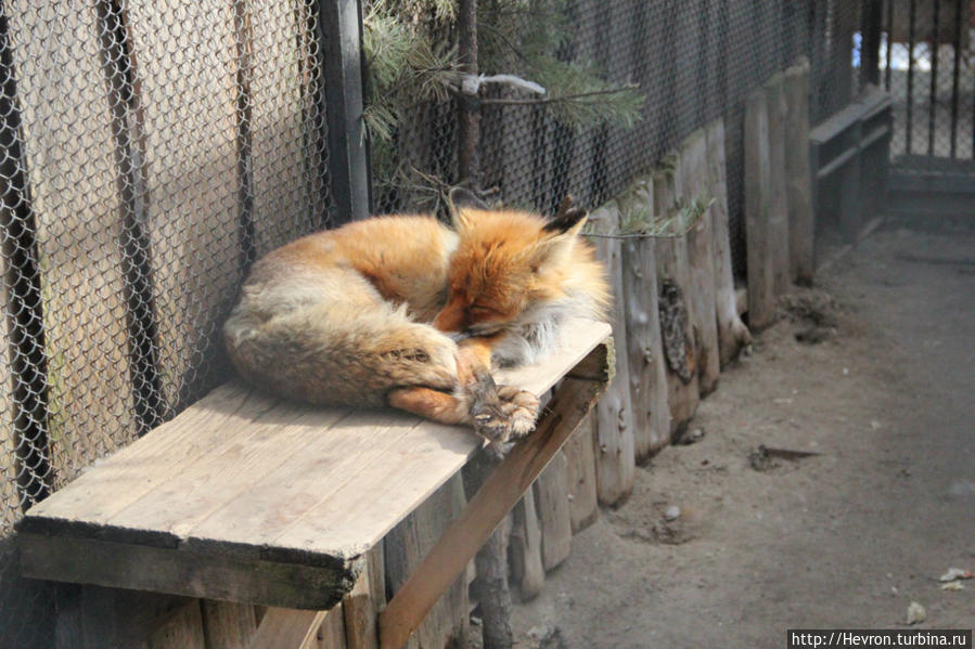 Лисица Пермь, Россия