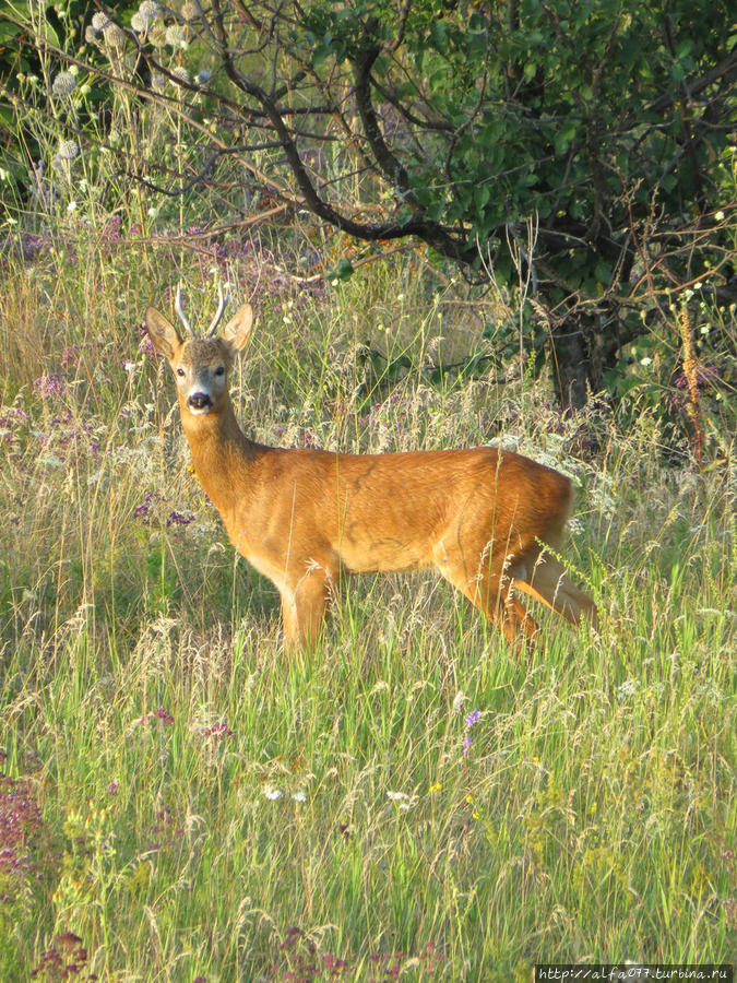 Вот такие заповедные места по соседству с несанкционированными свалками...Село Казаки. Липецкая область, Россия
