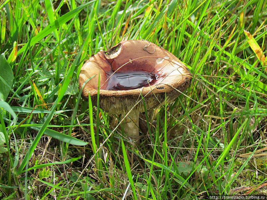 Микельторнис Латвия