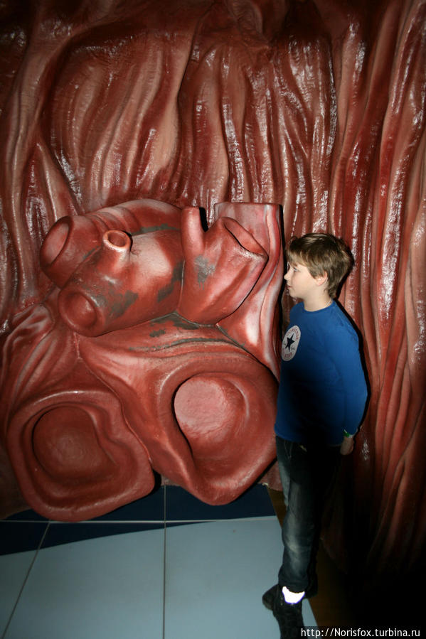 Сердце кита в натуральную величину и 10--летний ребенок Амстердам, Нидерланды