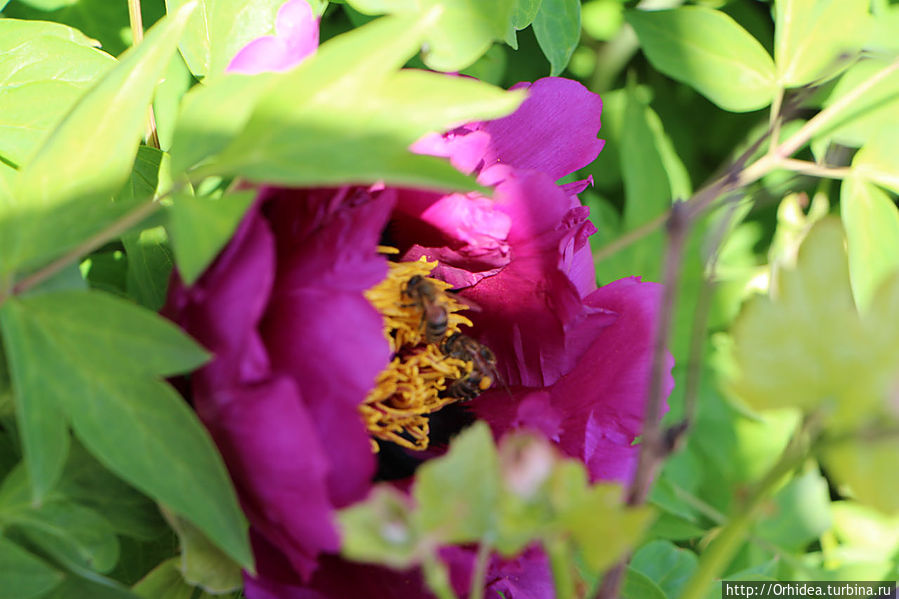 Цветочный мед в таблетках Харьковская область, Украина