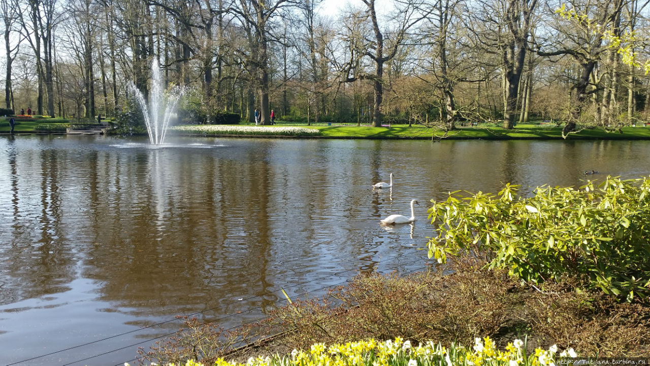 Весна в Голландии  в   парке Keukenhof Лиссе, Нидерланды