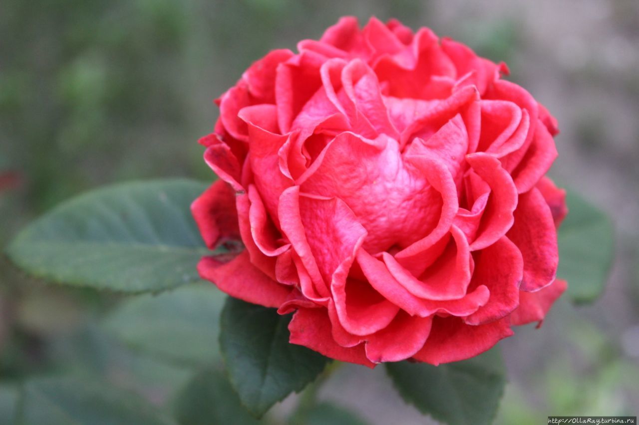 Кудряшка из Дмитрова. Кудряшка из Дмитрова.