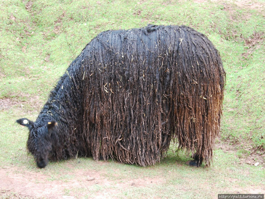 Самый меховой представитель семейства — альпака сури. Здесь можно состричь и побольше 250 гр шерсти Регион Куско, Перу