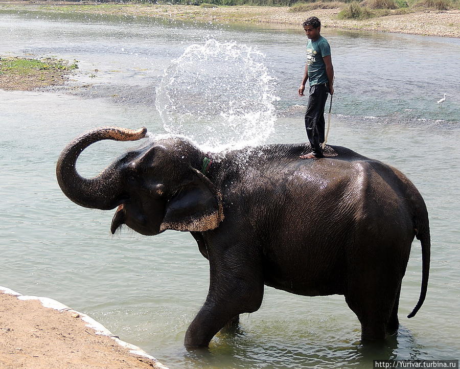 Любят баловаться все — и слоны, и люди Читван Национальный Парк, Непал
