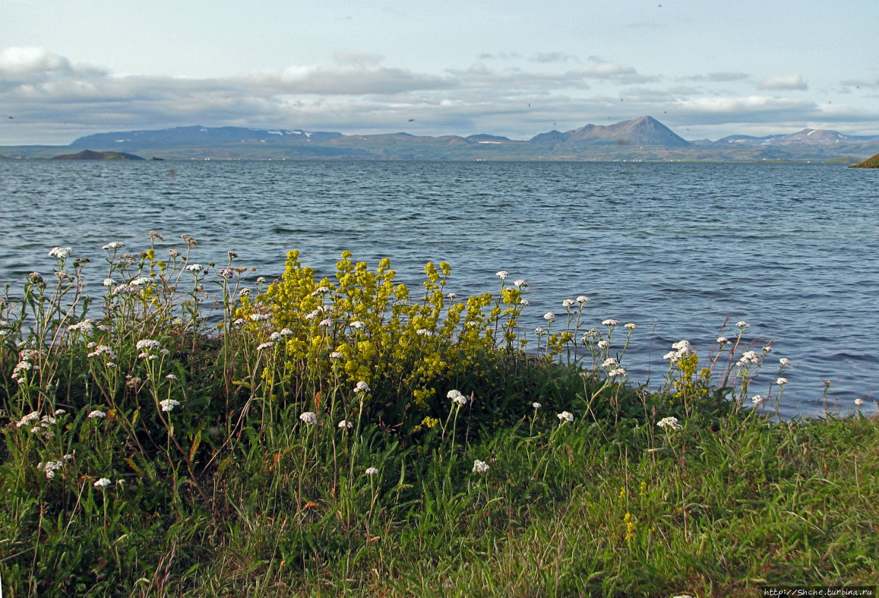 Миватн — комариное озеро Озеро Миватн, Исландия