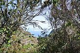 Реликтовый лаврово-вересковый лес