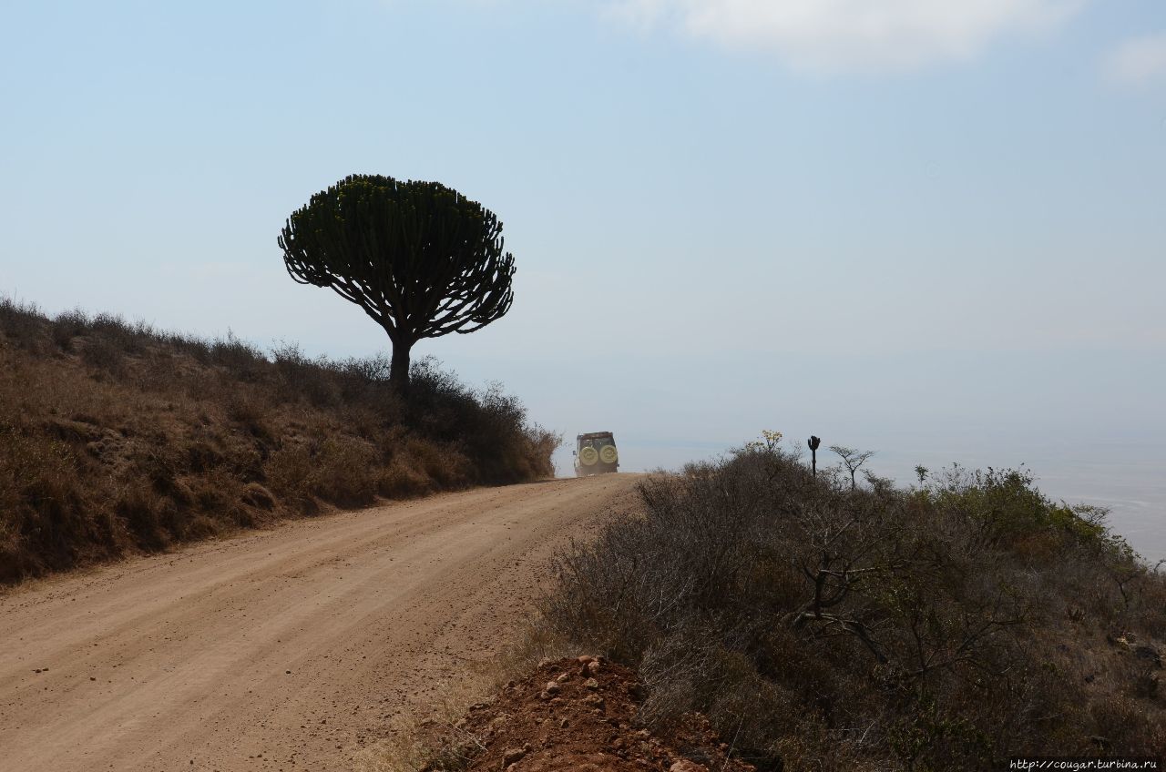 По Африканской рифтовой долине — Кратерное нагорье. Нгоронгоро (заповедник в кратере вулкана), Танзания