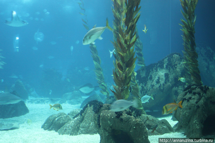 океанариум-большой аквари