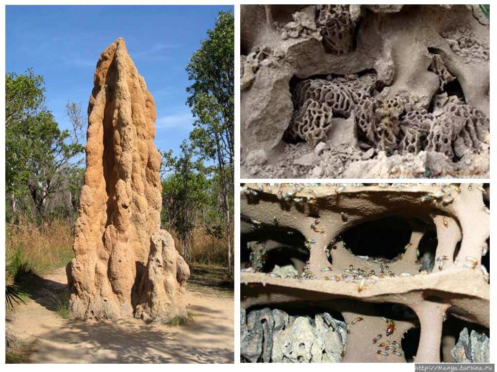 Из интернета Из интернета