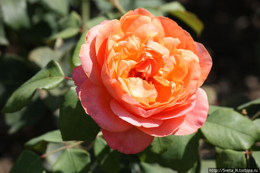 Бенгальская роза Республика Крым, Россия