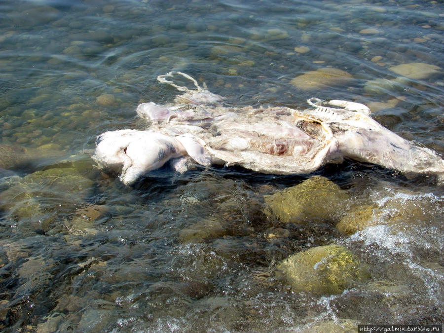 Погибший дельфин Зеленогорье, Россия