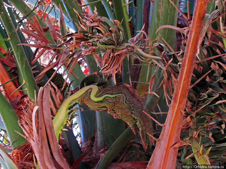 Угадайте, что это?