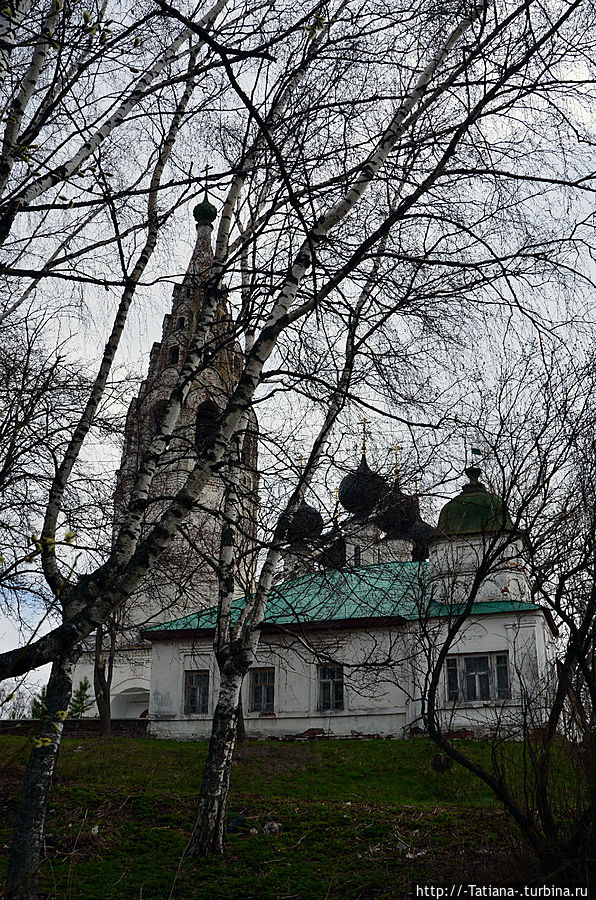 Грачи прилетели Костромская область, Россия