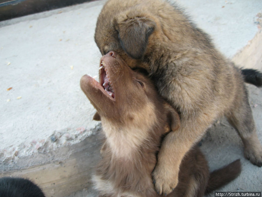 Клевые щенки в Ласпи Балаклава, Россия