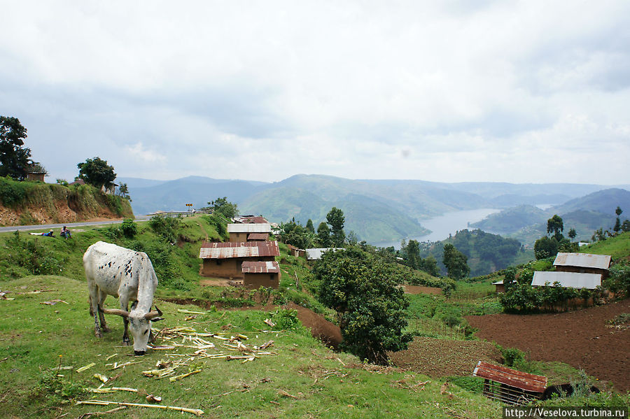 Уганда. Everyone says 