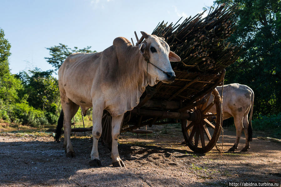 Рынок на озере Инле. День 1 Озеро Инле, Мьянма