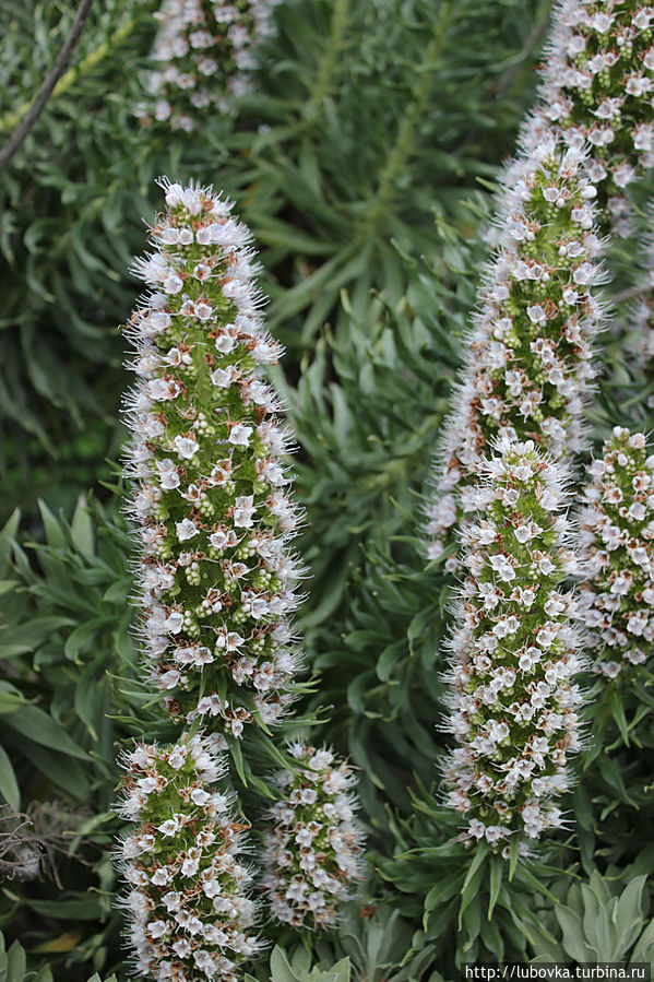 Синя́к просто́й (лат. Echium simplex) — травянистое двулетнее растение рода Синяк (Echium) семейства Бурачниковые (Boraginaceae). Остров Тенерифе, Испания