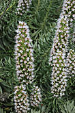 Синя́к просто́й (лат. Echium simplex) — травянистое двулетнее растение рода Синяк (Echium) семейства Бурачниковые (Boraginaceae).