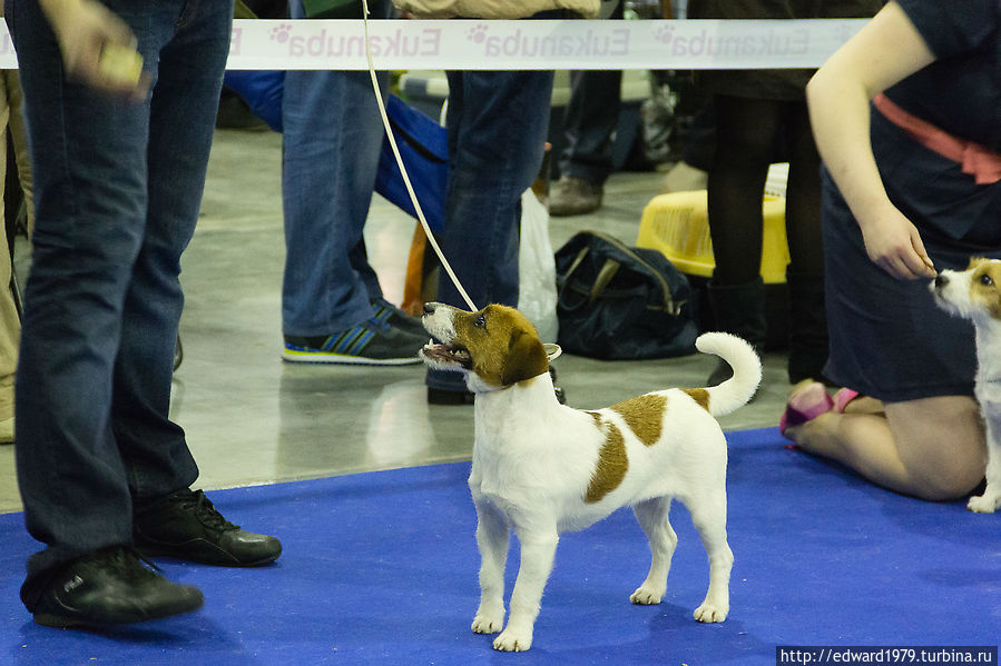 Выставка собак, Россия-2012 Москва, Россия