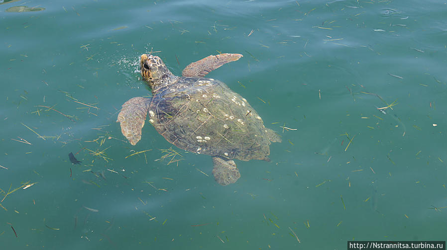 Каретта-каретта