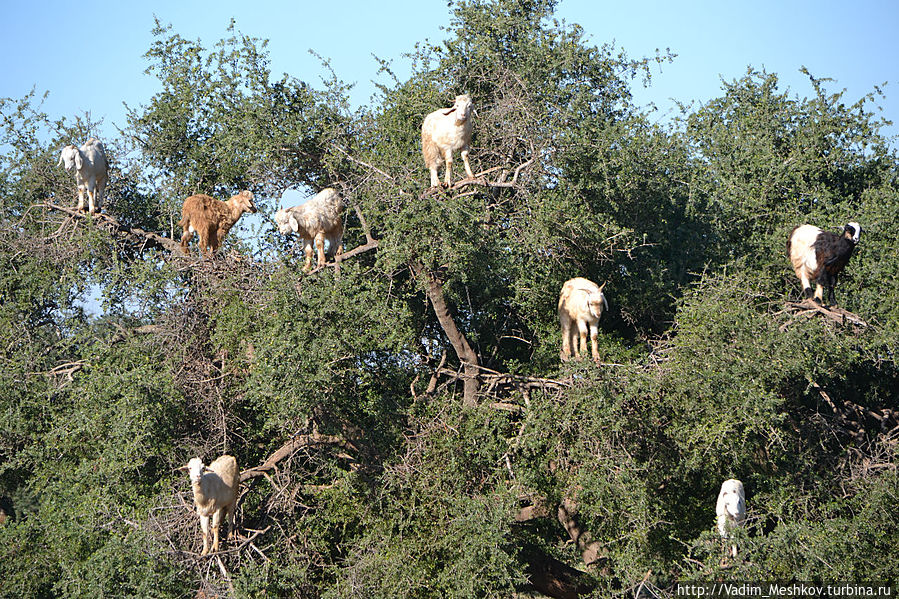 Эти козы были сфотографированы по дороге из Марракеша в Эссуэйру. Марокко