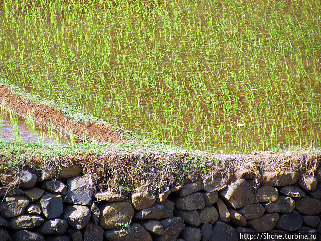 Короткая остановка с чудо-видом на рисовые террасы