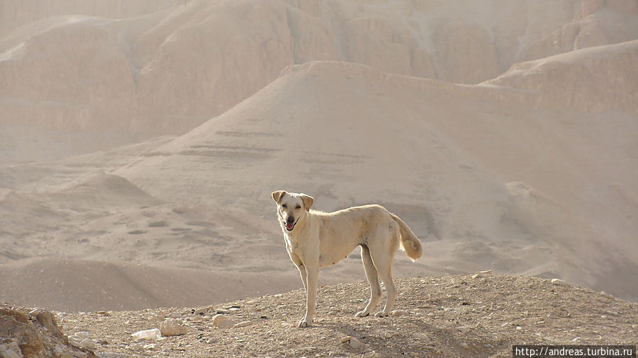 Собака в пустыне Египет